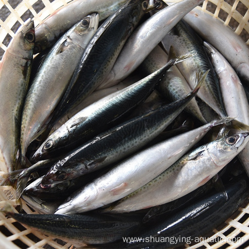 Frozen Mackerel Scomber Japonicus 15Kg Ctn